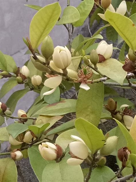 含笑花 花期|含笑花开花时间与花期分析——独具特色的含笑花